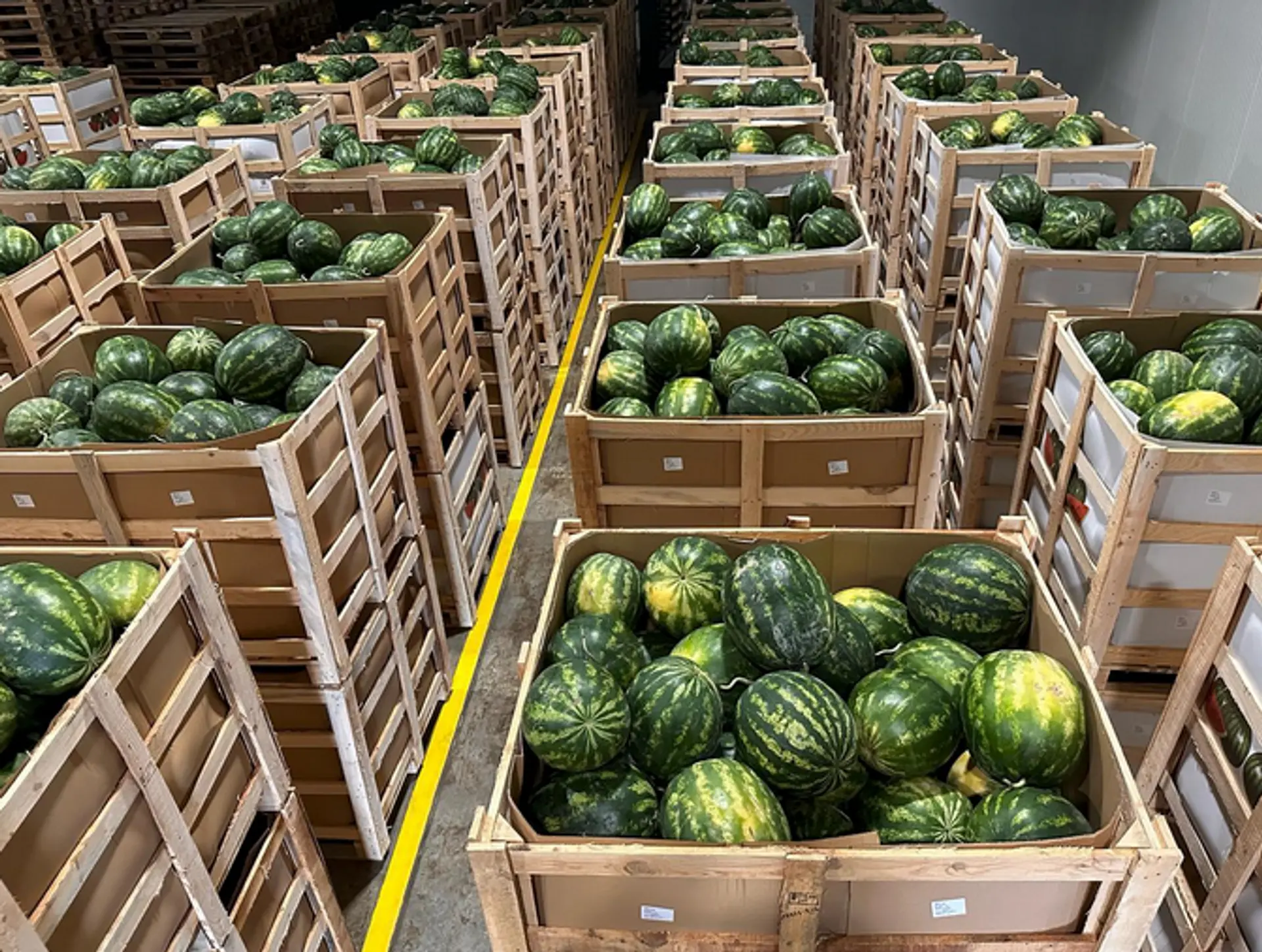 Sandias para exportación