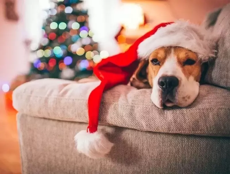 perro navideño 